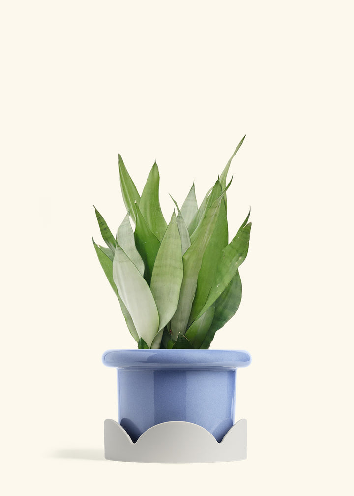 Moonshine Snake Plant in a 8 inches Fat Lip Blue Planter in a Oat Petal Drip Tray