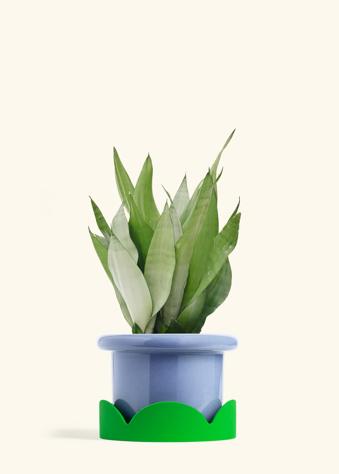 Moonshine Snake Plant in a 8 inches Fat Lip Blue Planter in a Shamrock Petal Drip Tray