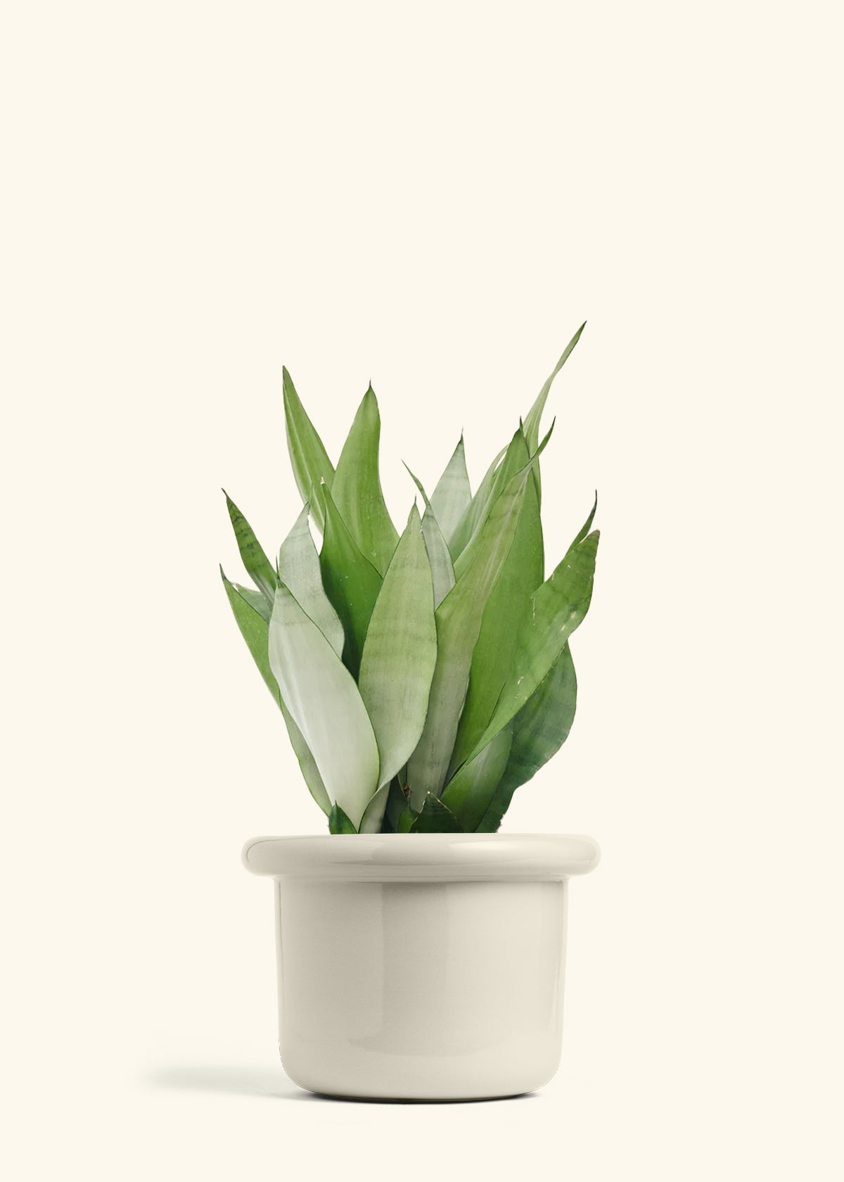 sansevieria moonshine nz Moonshine Snake Plant