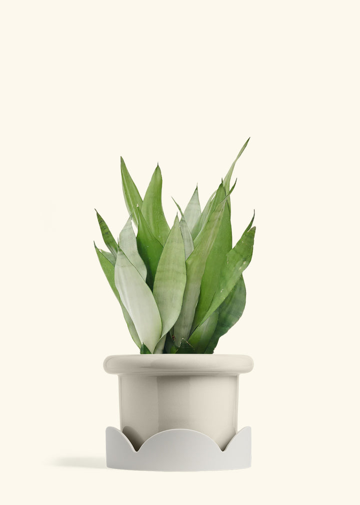 Moonshine Snake Plant in a 8 inches Fat Lip Oat Planter in a Oat Petal Drip Tray