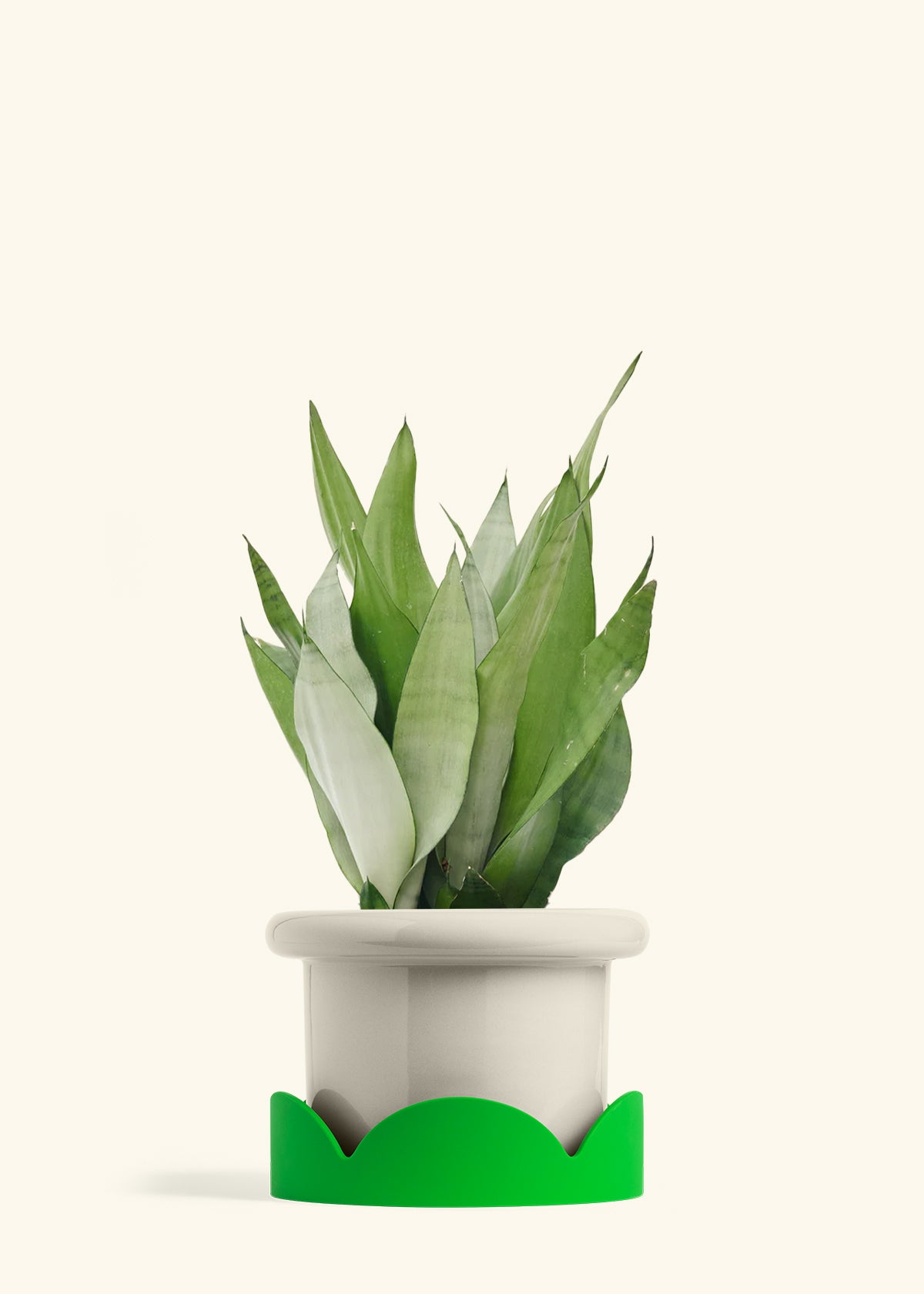 snake plant in outdoor container Moonshine Snake Plant – Hey Rooted
