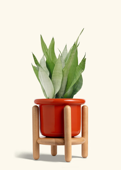Fat Lip Planter Stand Combo, Poppy