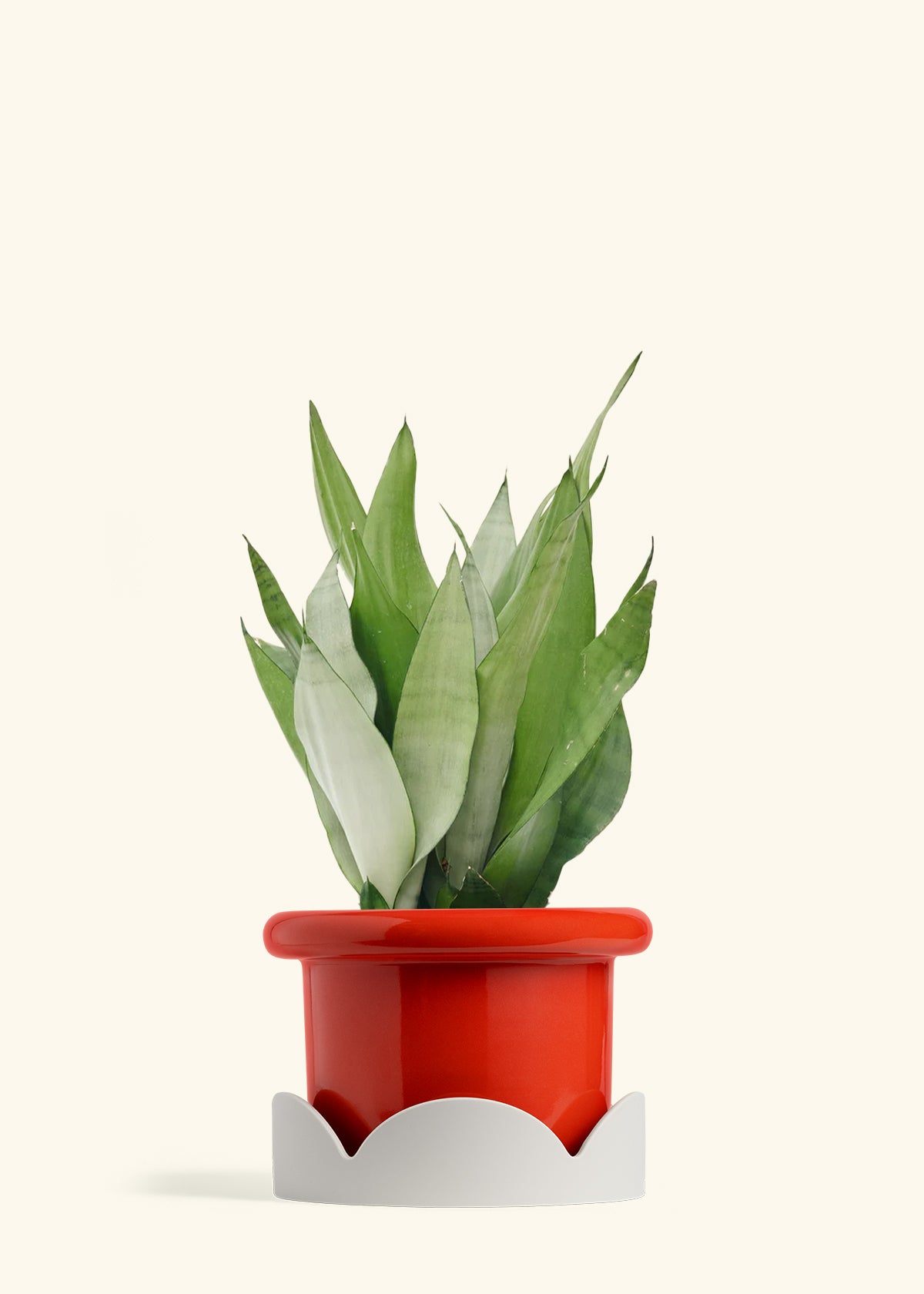 sansevieria trifasciata moonlight Moonshine Snake Plant – Hey Rooted