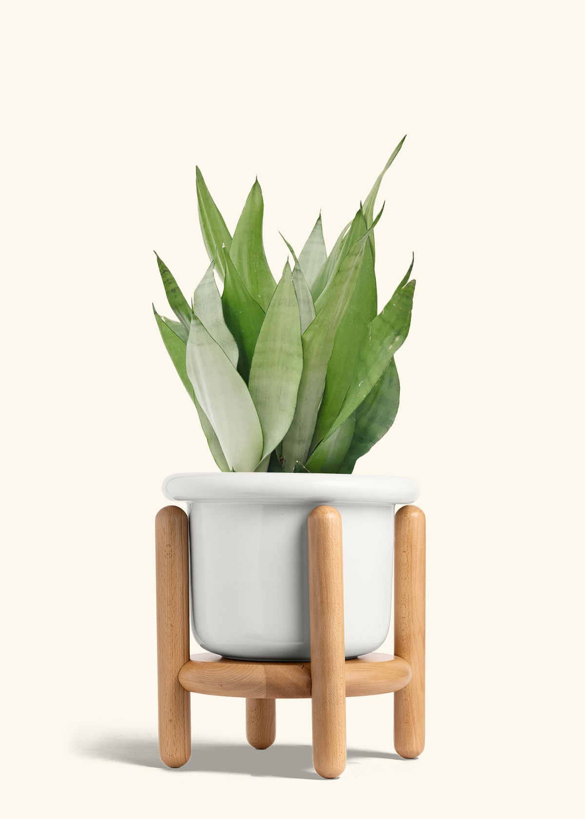 small moonshine snake plant Moonshine Snake Plant