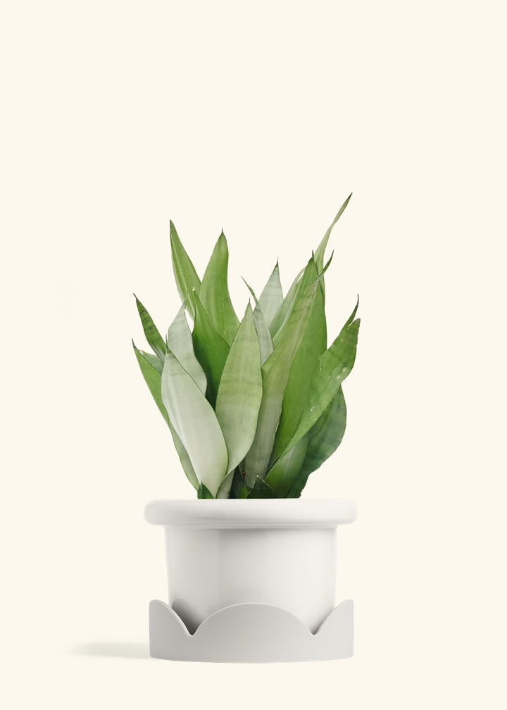 Moonshine Snake Plant in a 8 inches Fat Lip White Planter in a Oat Petal Drip Tray