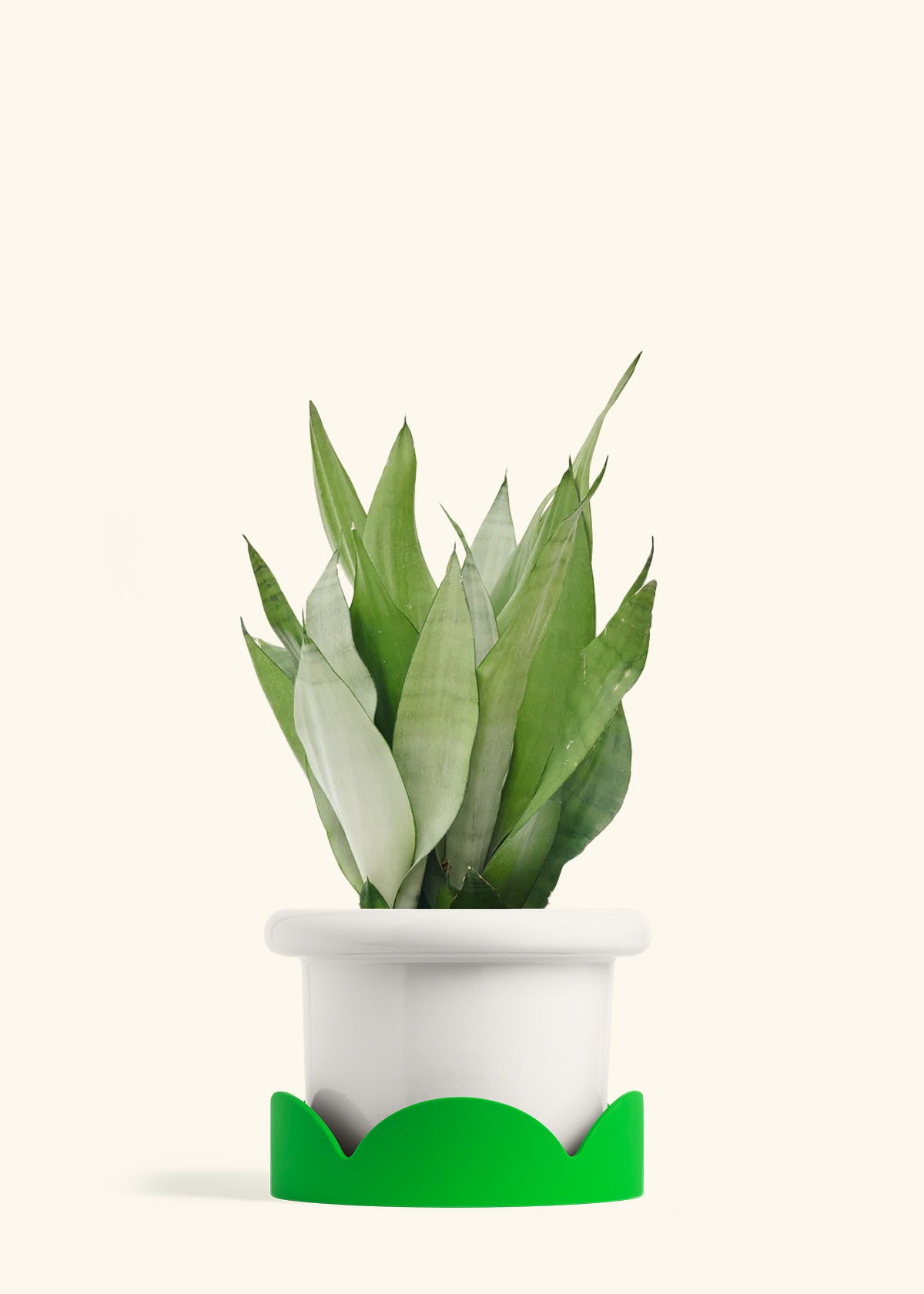 snake plant in shallow pot Moonshine Snake Plant – Hey Rooted