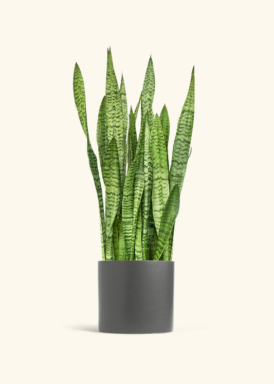Snake Plant Zeylanica in a 10 inches Charcoal Classic Cylinder Planter 