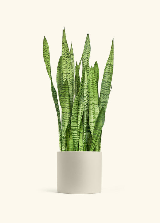 Snake Plant Zeylanica in a 10 inches Oat Classic Cylinder Planter 