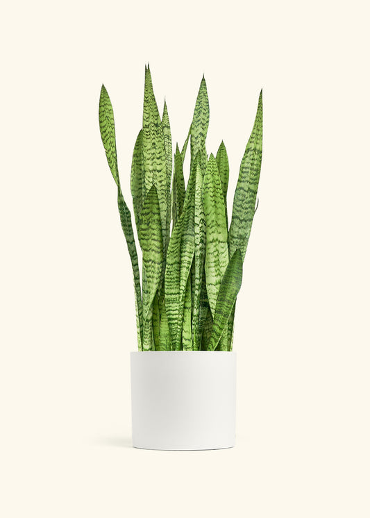 Snake Plant Zeylanica in a 10 inches White Classic Cylinder Planter 