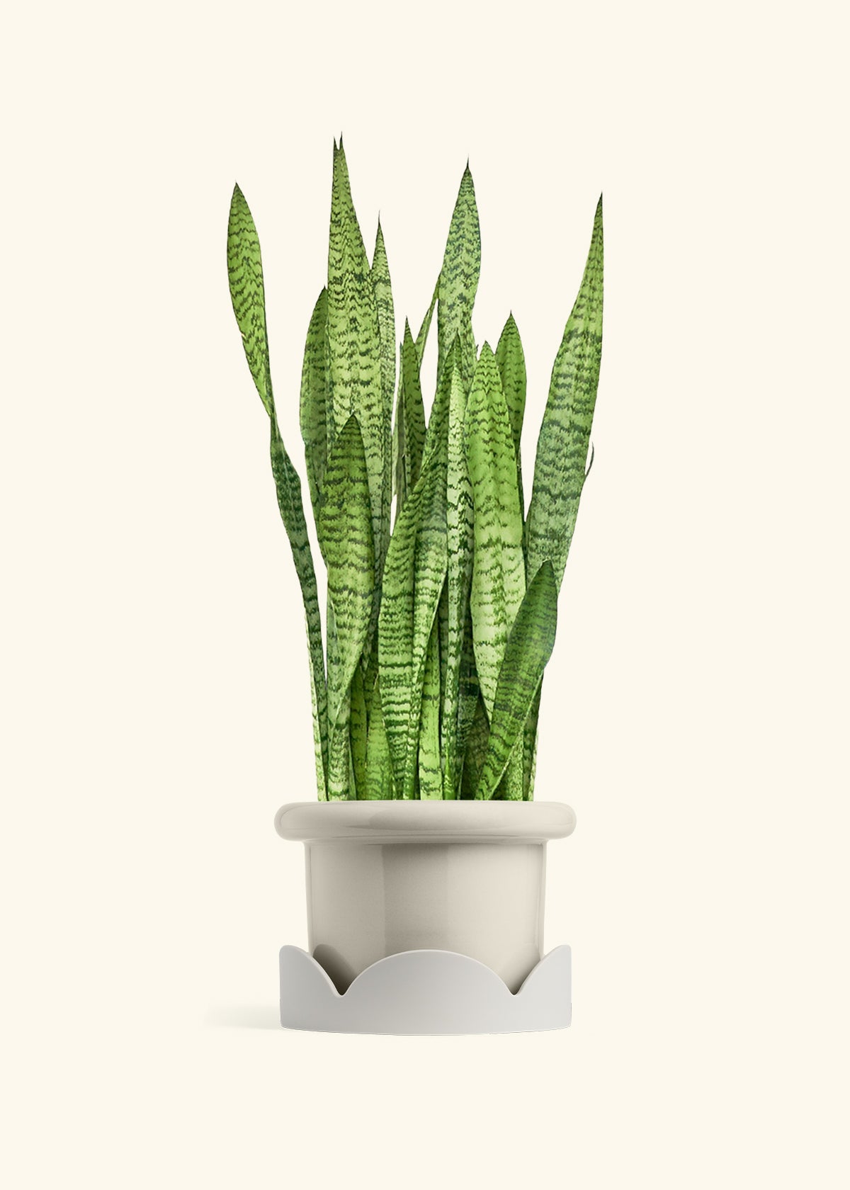 Snake Plant Zeylanica in a 10 inches Fat Lip Oat Planter in a Oat Petal Drip Tray