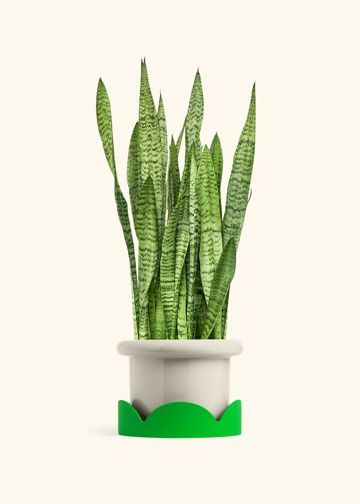 Snake Plant Zeylanica in a 10 inches Fat Lip Oat Planter in a Shamrock Petal Drip Tray