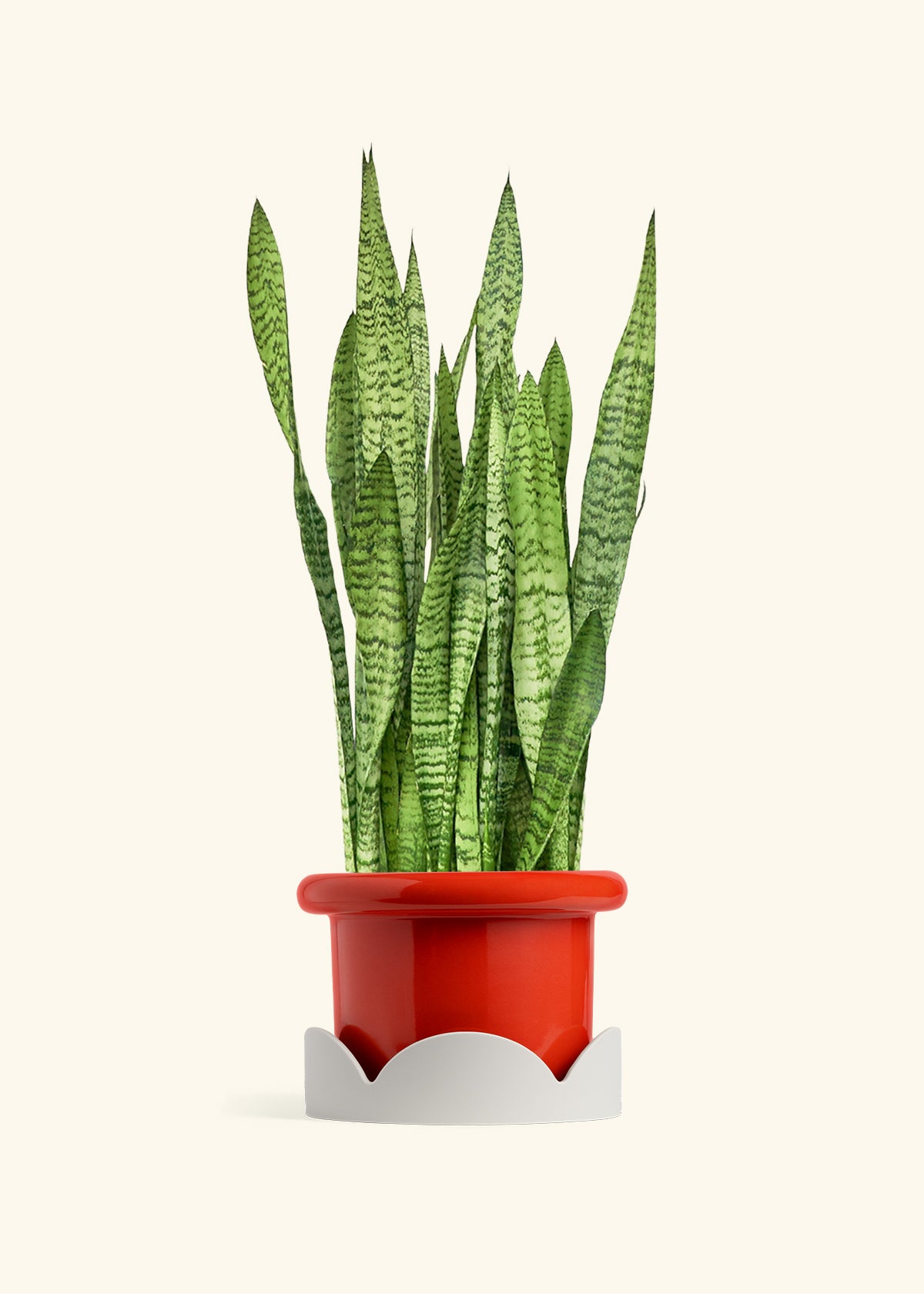 Fat Lip Planter Tray Combo, Poppy