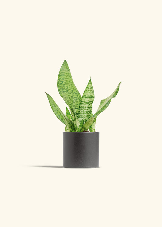 Snake Plant Zeylanica in a 4 inches Charcoal Classic Cylinder Planter in a Beech Wood Stand