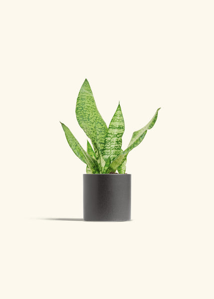 small snake plant for sale Sansevieria Zeylanica – Hey Rooted