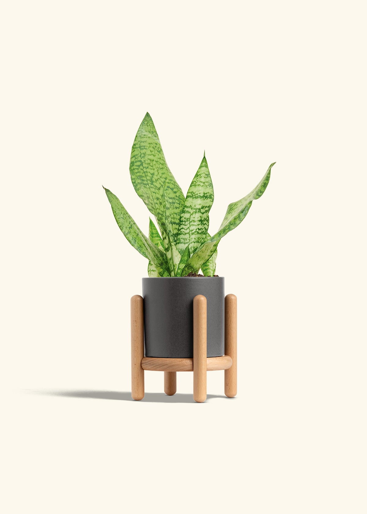 Snake Plant Zeylanica in a 4 inches Charcoal Classic Cylinder Planter in a Shamrock Petal Drip Tray