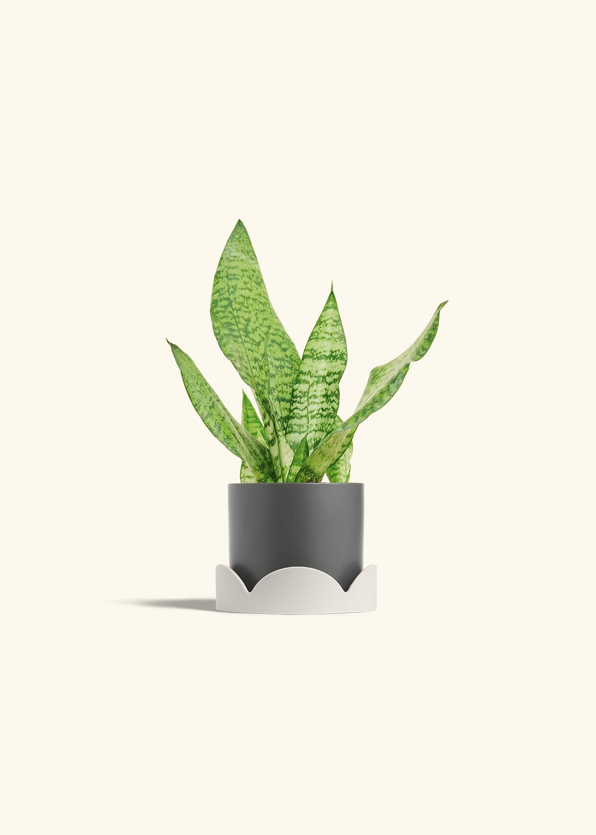 Snake Plant Zeylanica in a 4 inches Oat Classic Cylinder Planter in a Shamrock Petal Drip Tray