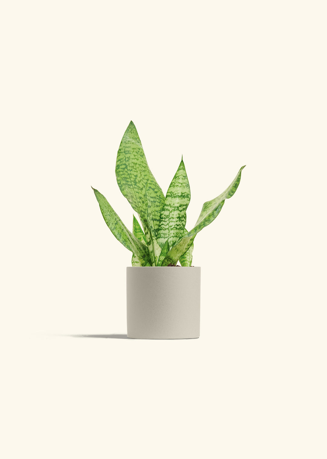 Snake Plant Zeylanica in a 4 inches Oat Classic Cylinder Planter in a Oat Petal Drip Tray