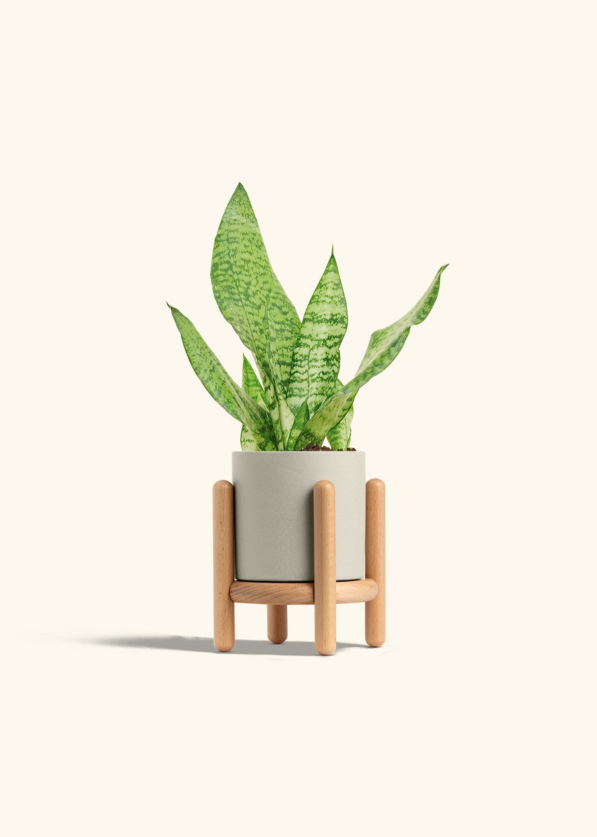 Snake Plant Zeylanica in a 4 inches Oat Classic Cylinder Planter 