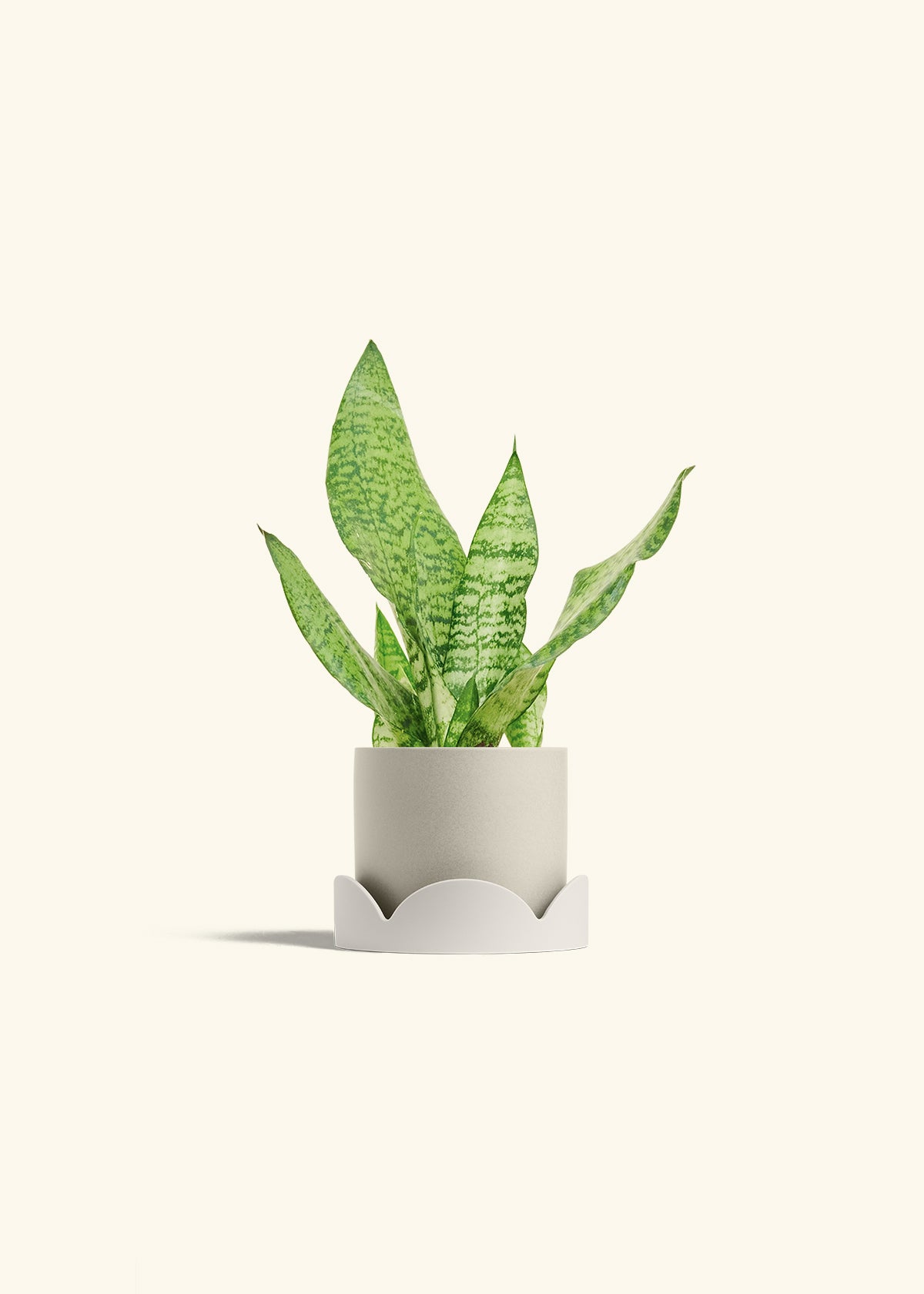 Snake Plant Zeylanica in a 4 inches Oat Classic Cylinder Planter in a Beech Wood Stand
