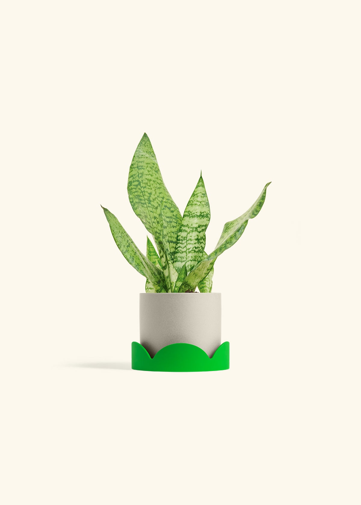 Snake Plant Zeylanica in a 4 inches Charcoal Classic Cylinder Planter in a Oat Petal Drip Tray