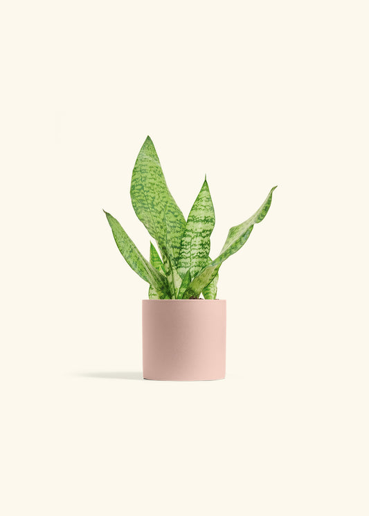 Snake Plant Zeylanica in a 4 inches Pink Classic Cylinder Planter 