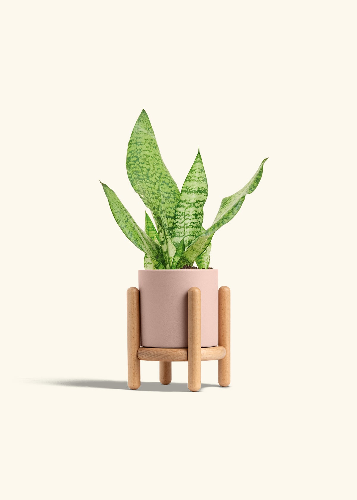 Snake Plant Zeylanica in a 4 inches Pink Classic Cylinder Planter in a Beech Wood Stand