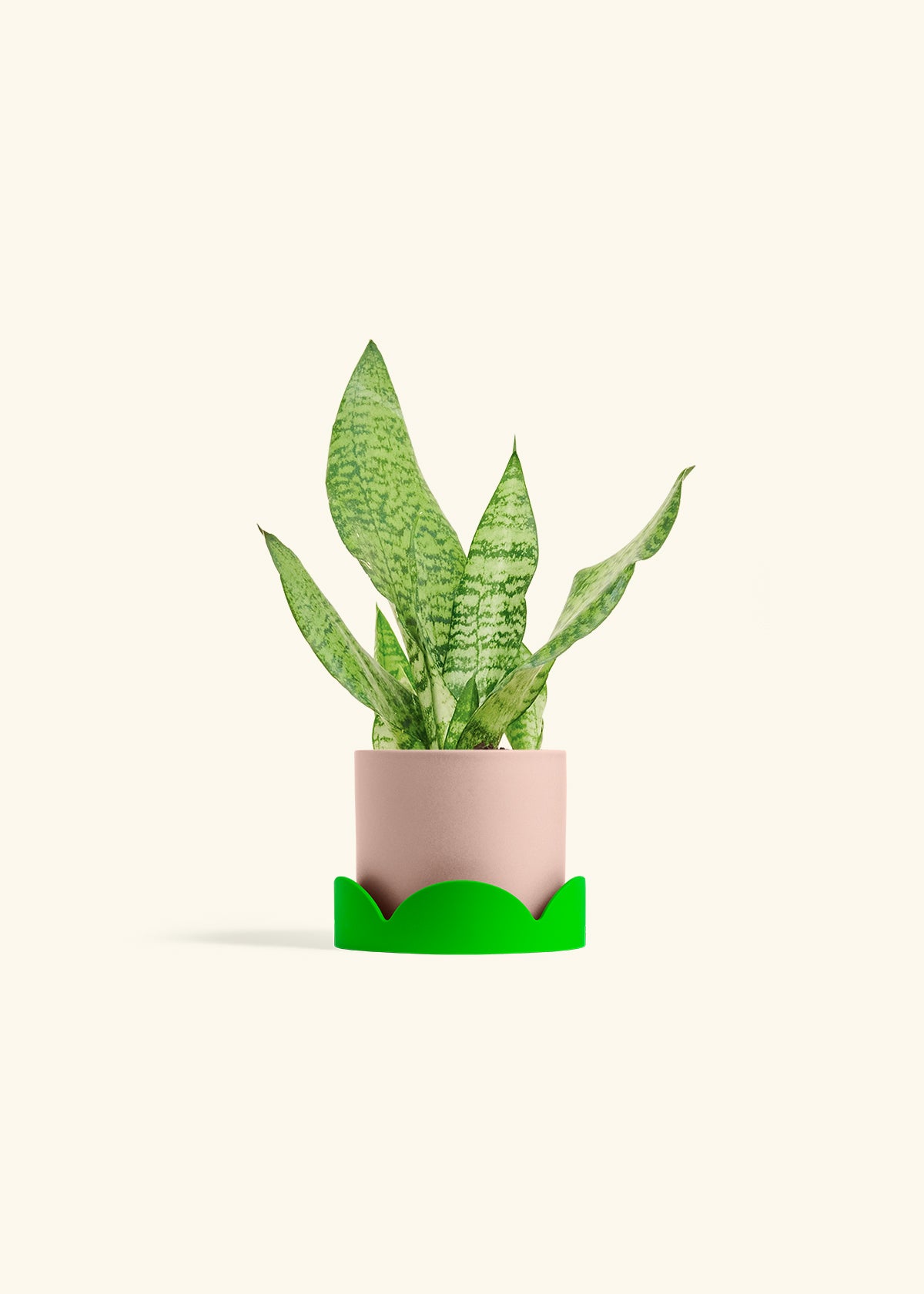 Snake Plant Zeylanica in a 4 inches Pink Classic Cylinder Planter in a Shamrock Petal Drip Tray