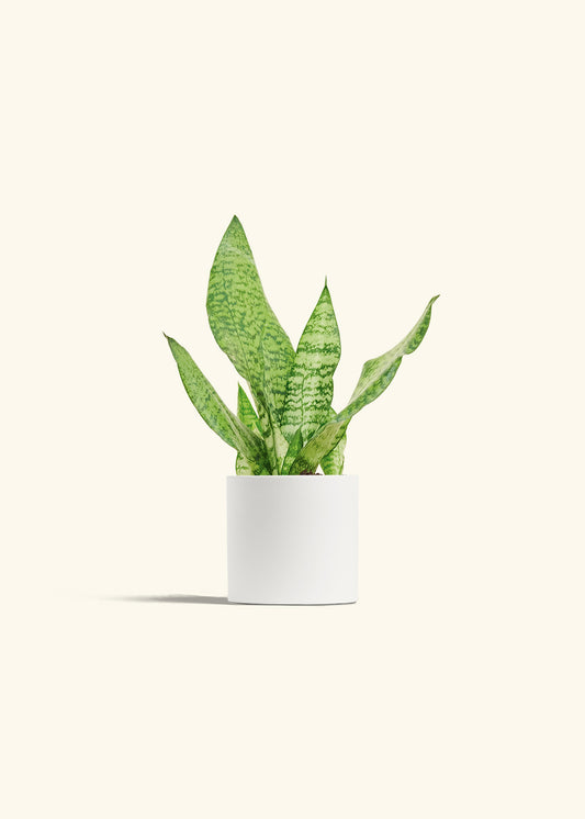 Snake Plant Zeylanica in a 4 inches White Classic Cylinder Planter 