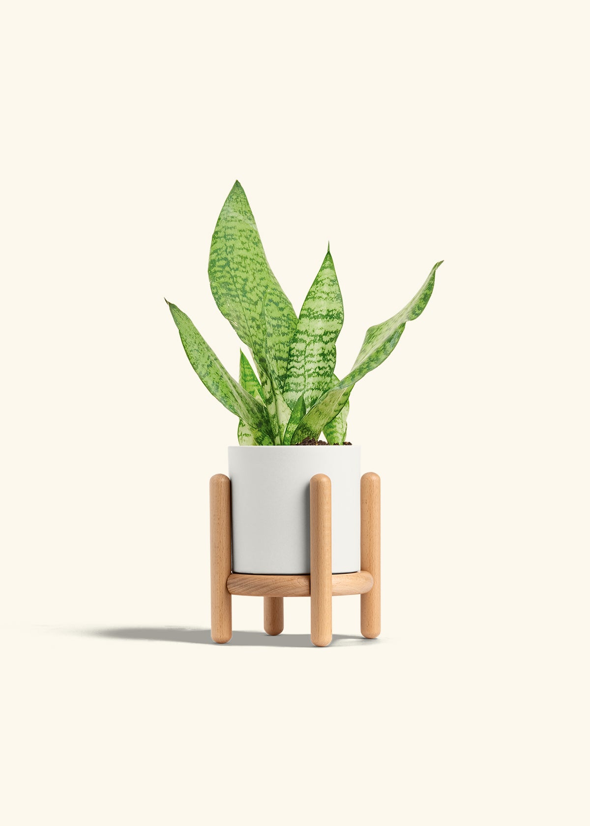 Snake Plant Zeylanica in a 4 inches White Classic Cylinder Planter in a Beech Wood Stand