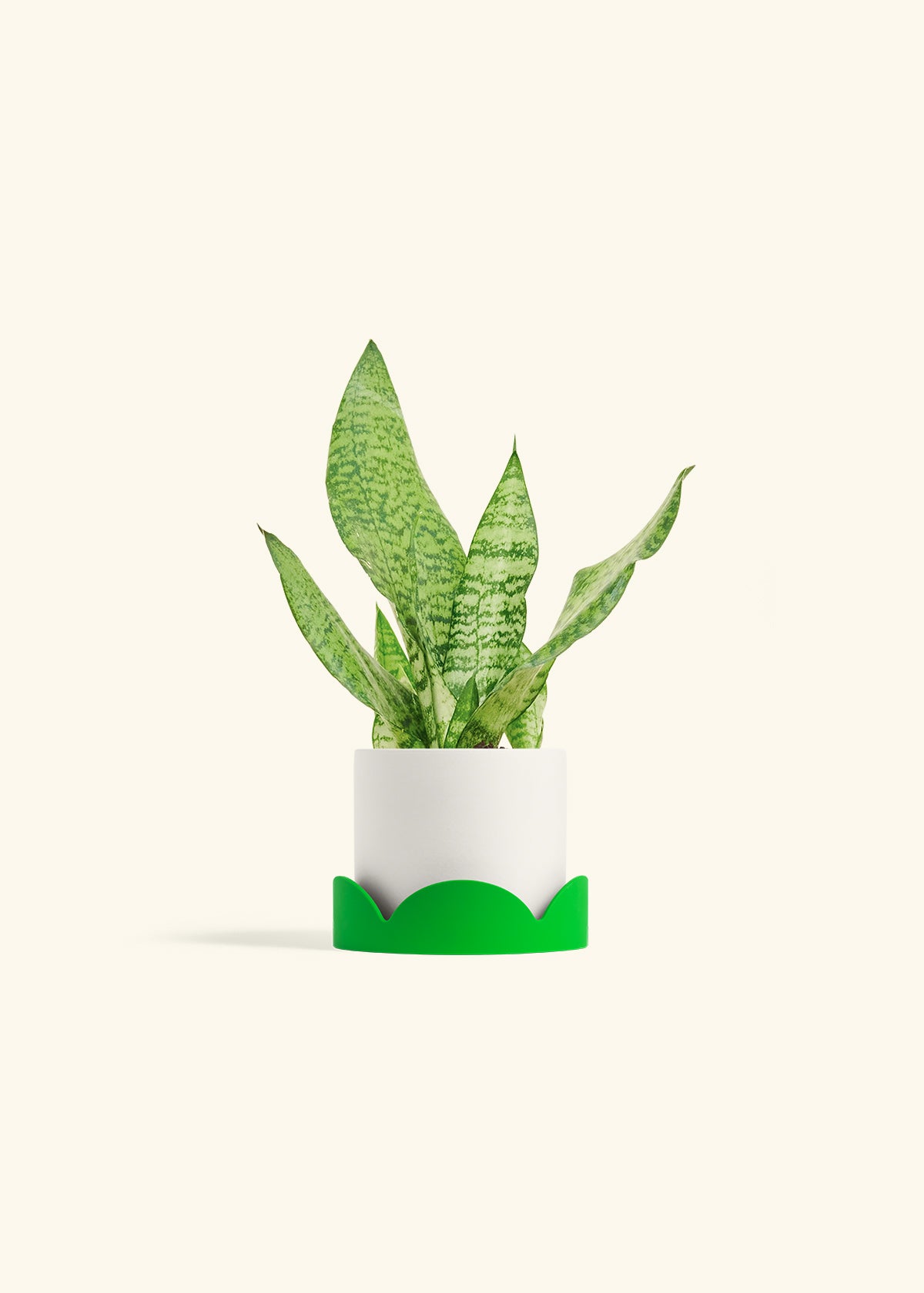 Snake Plant Zeylanica in a 4 inches White Classic Cylinder Planter in a Oat Petal Drip Tray