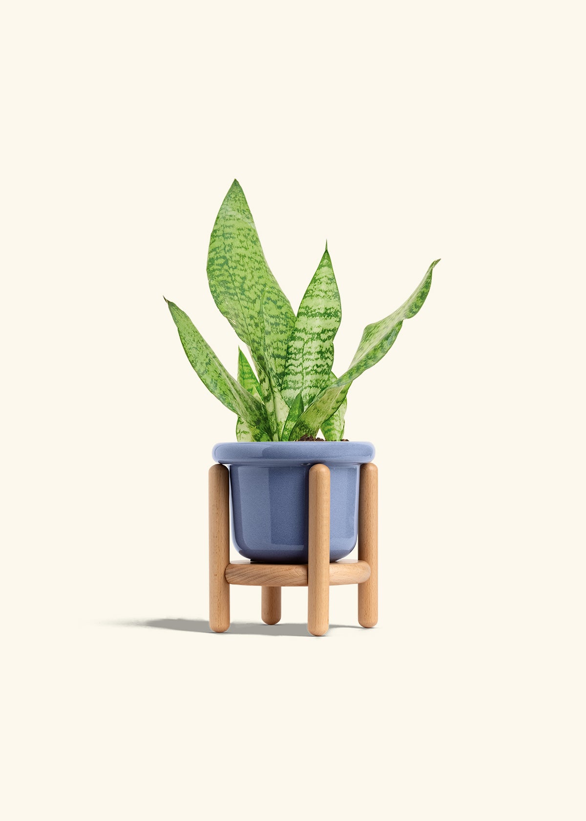 Snake Plant Zeylanica in a 4 inches Fat Lip Blue Planter in a Beech Wood Stand