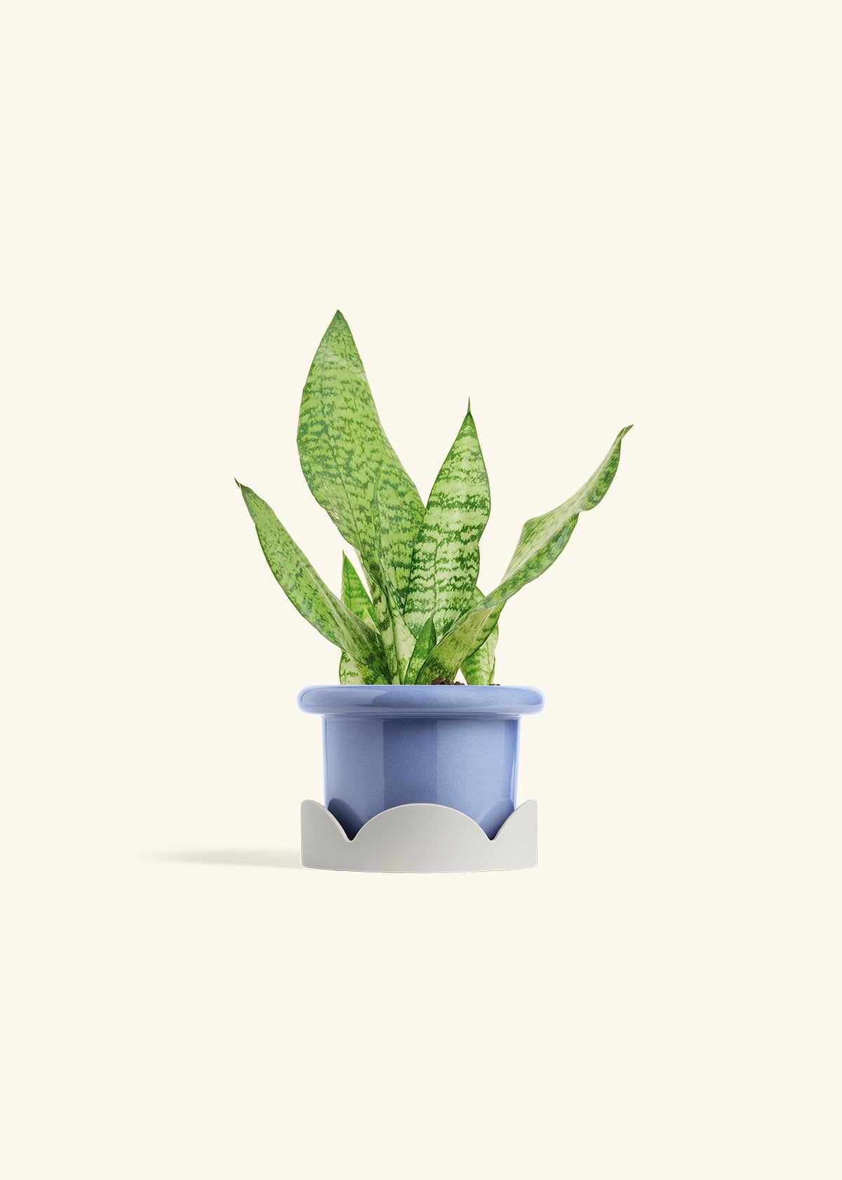 Snake Plant Zeylanica in a 4 inches Fat Lip Blue Planter in a Oat Petal Drip Tray