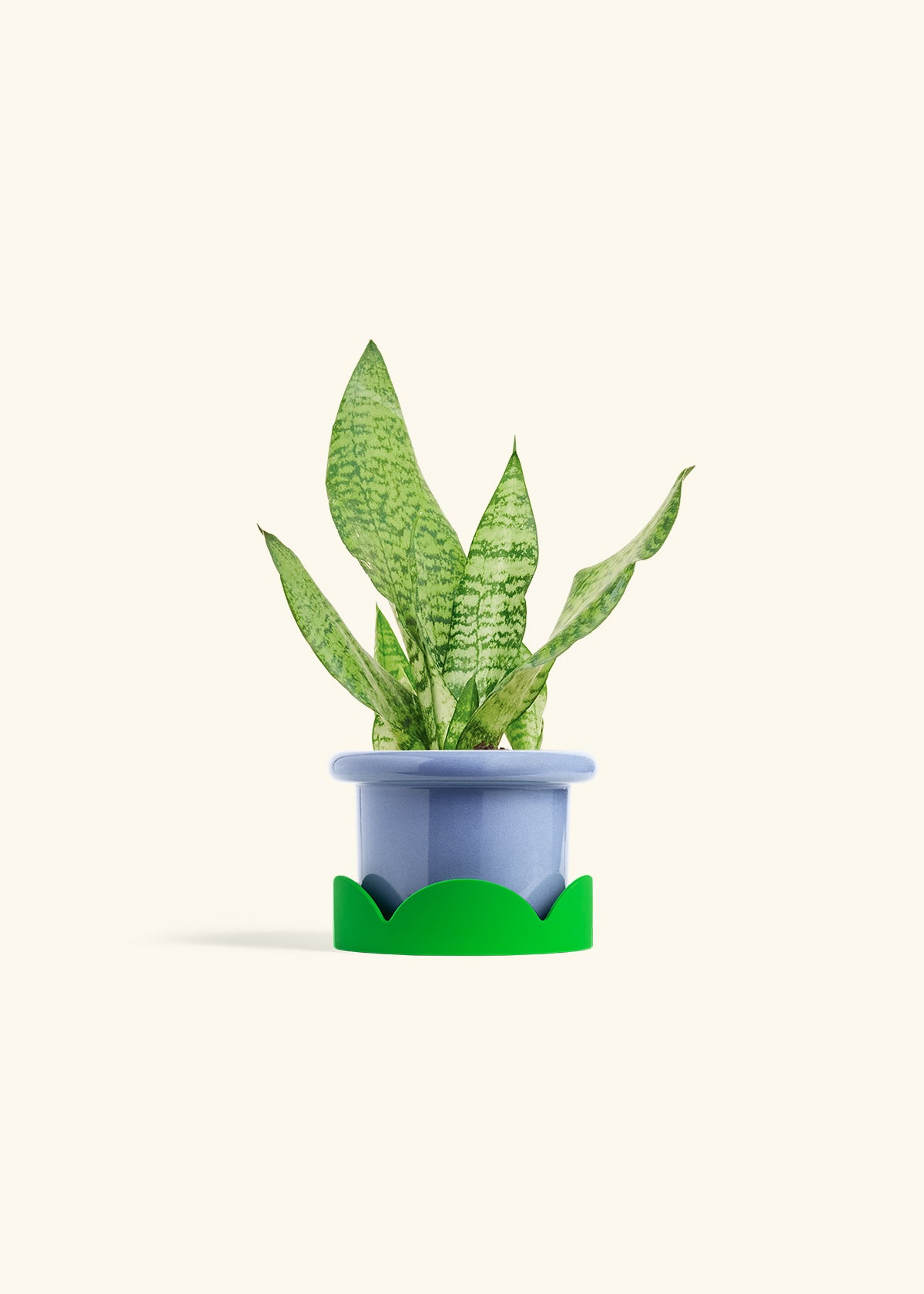 Snake Plant Zeylanica in a 4 inches Fat Lip Blue Planter in a Shamrock Petal Drip Tray
