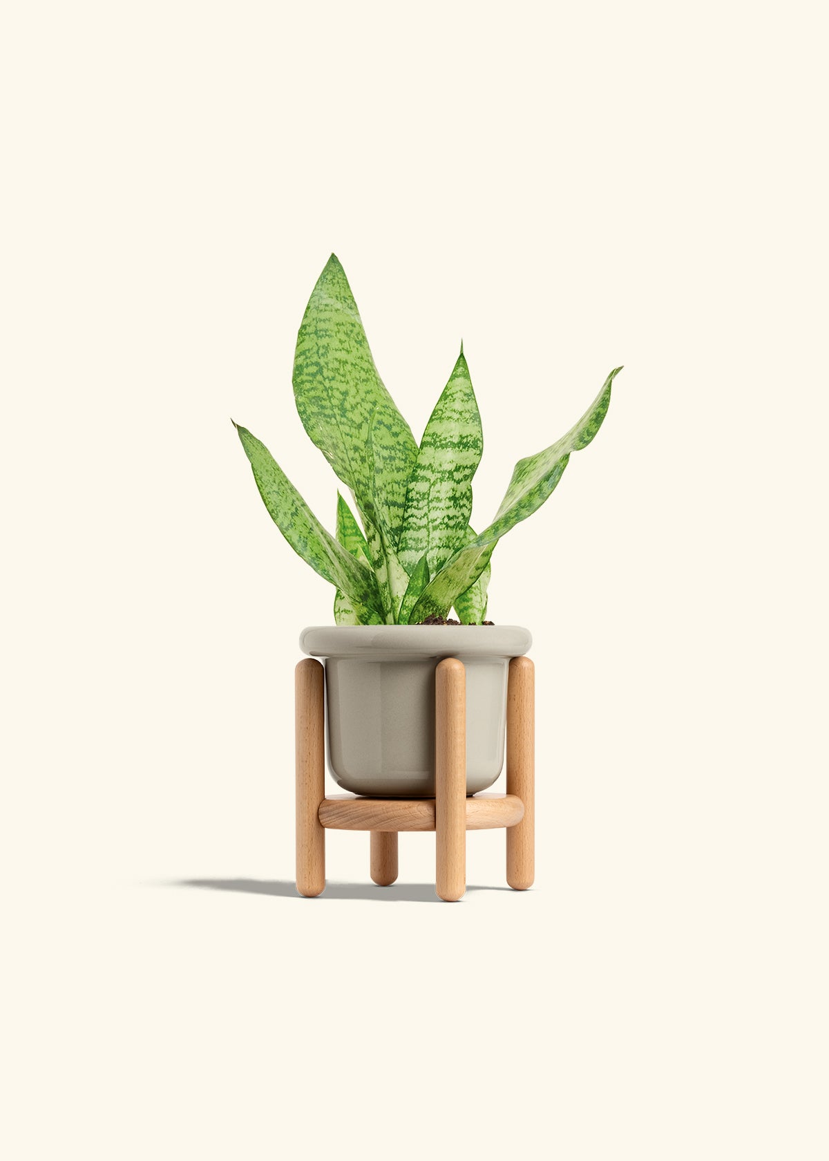 Snake Plant Zeylanica in a 4 inches Fat Lip Oat Planter in a Beech Wood Stand