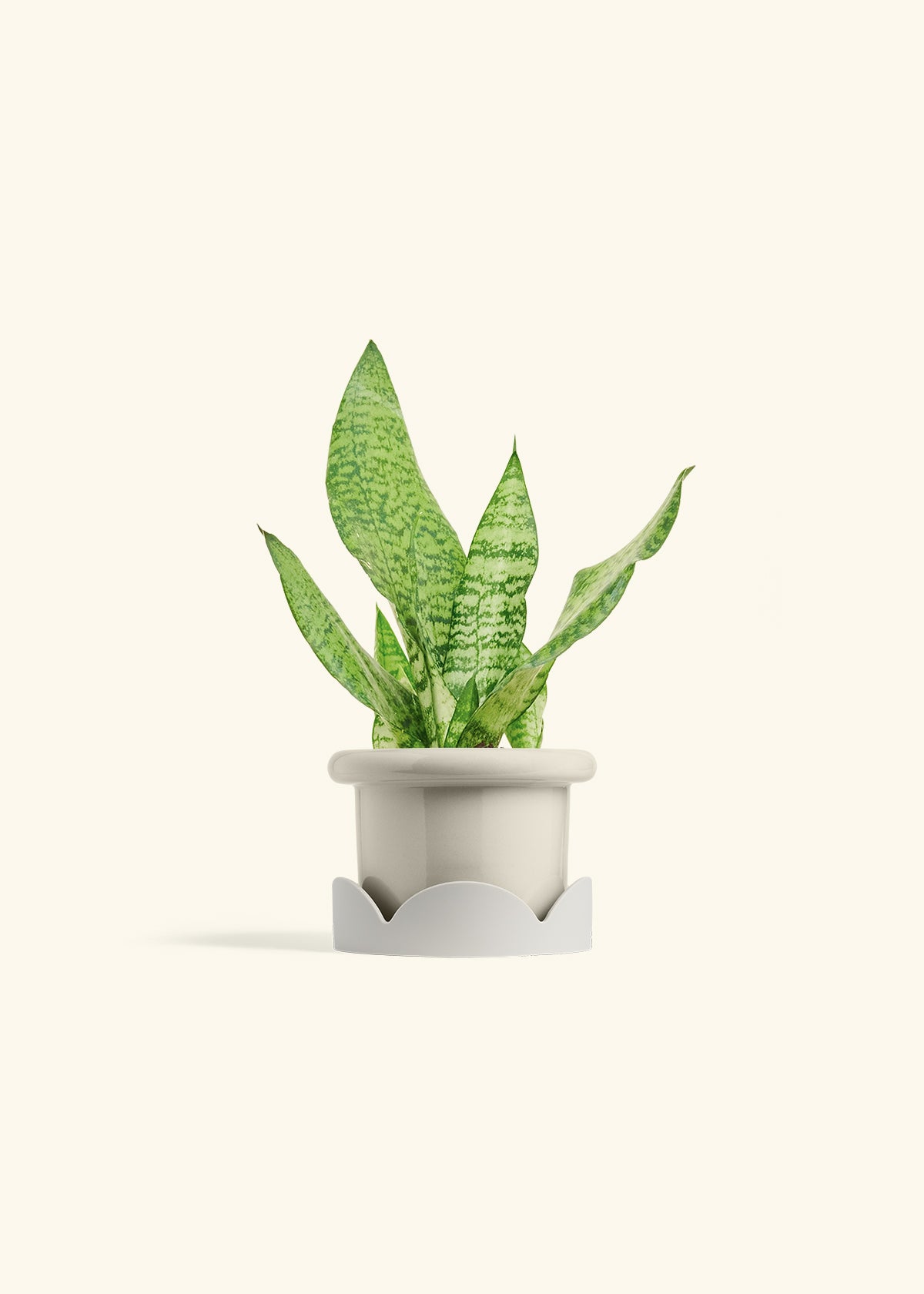 Snake Plant Zeylanica in a 4 inches Fat Lip Oat Planter in a Oat Petal Drip Tray