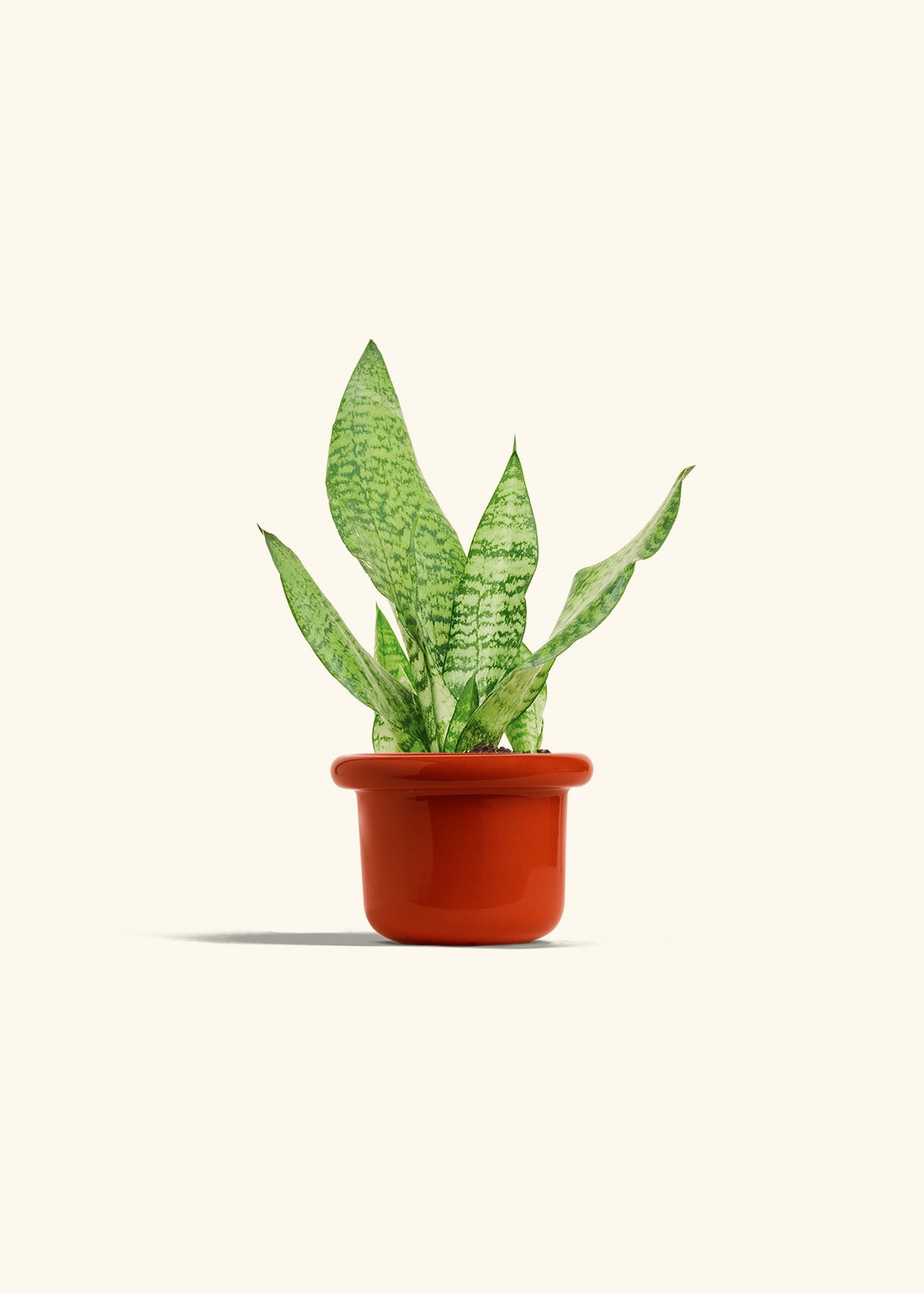 Snake Plant Zeylanica in a 4 inches Fat Lip Red Planter 