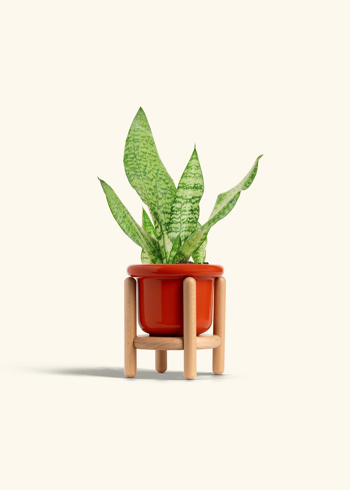 Snake Plant Zeylanica in a 4 inches Fat Lip Red Planter in a Oat Petal Drip Tray
