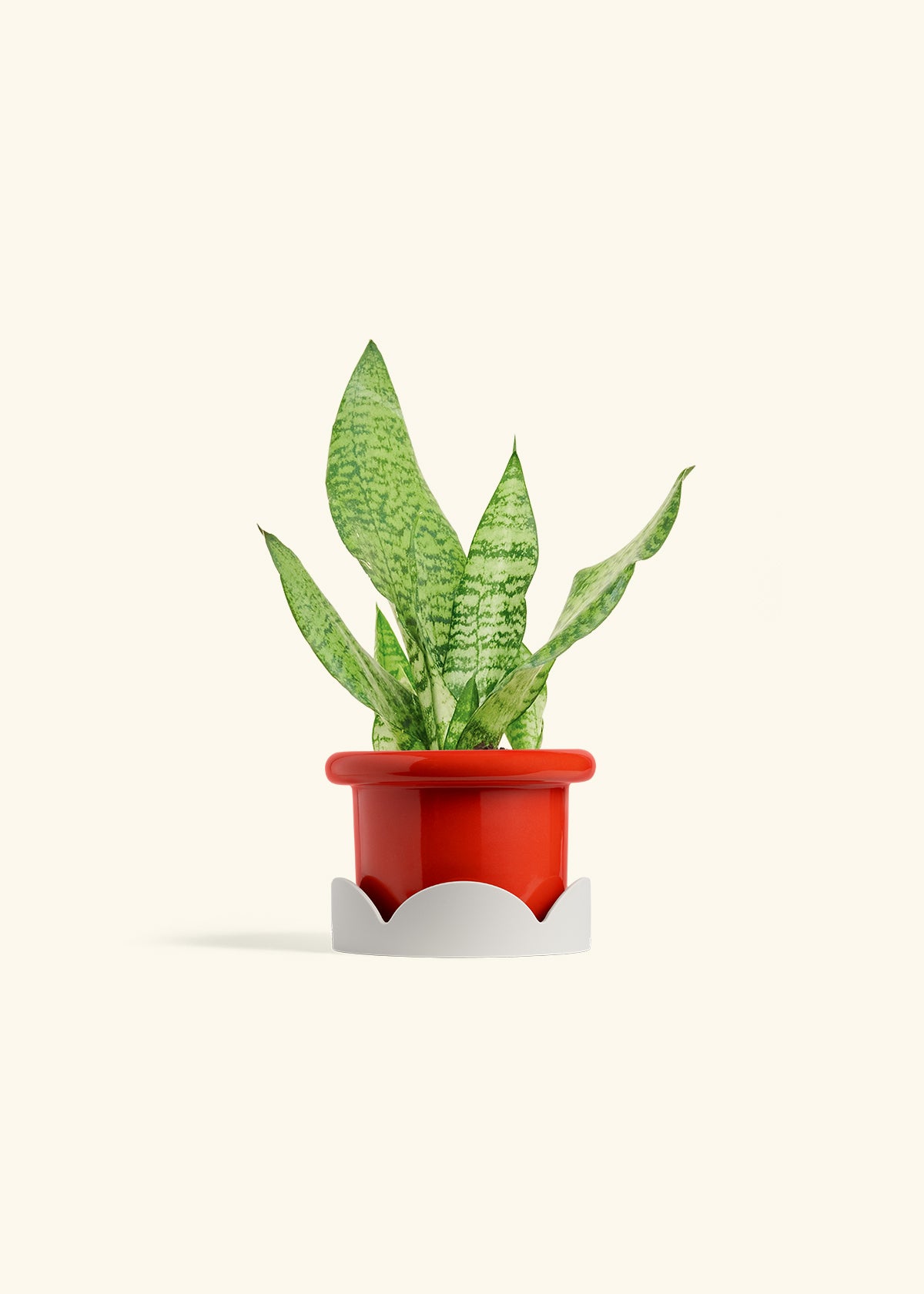 Snake Plant Zeylanica in a 4 inches Fat Lip Red Planter in a Beech Wood Stand