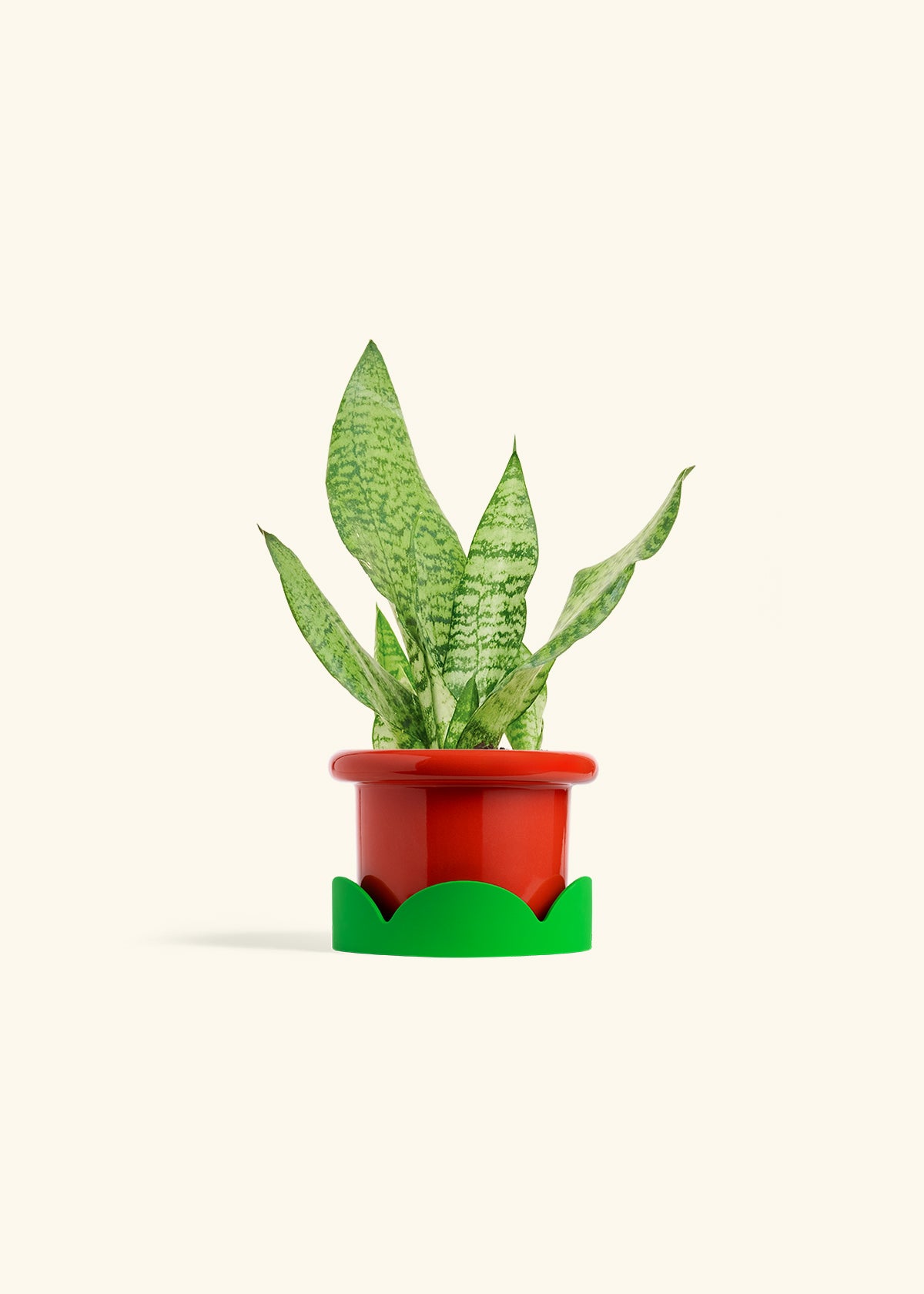 Snake Plant Zeylanica in a 4 inches Fat Lip Red Planter in a Shamrock Petal Drip Tray