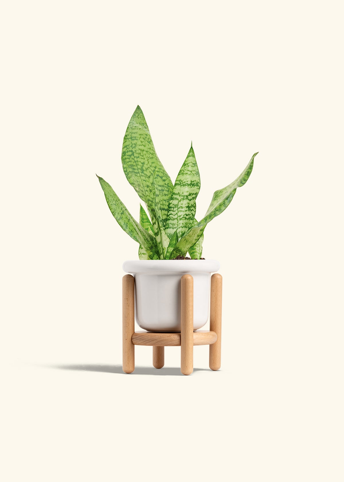 Snake Plant Zeylanica in a 4 inches Fat Lip White Planter in a Beech Wood Stand