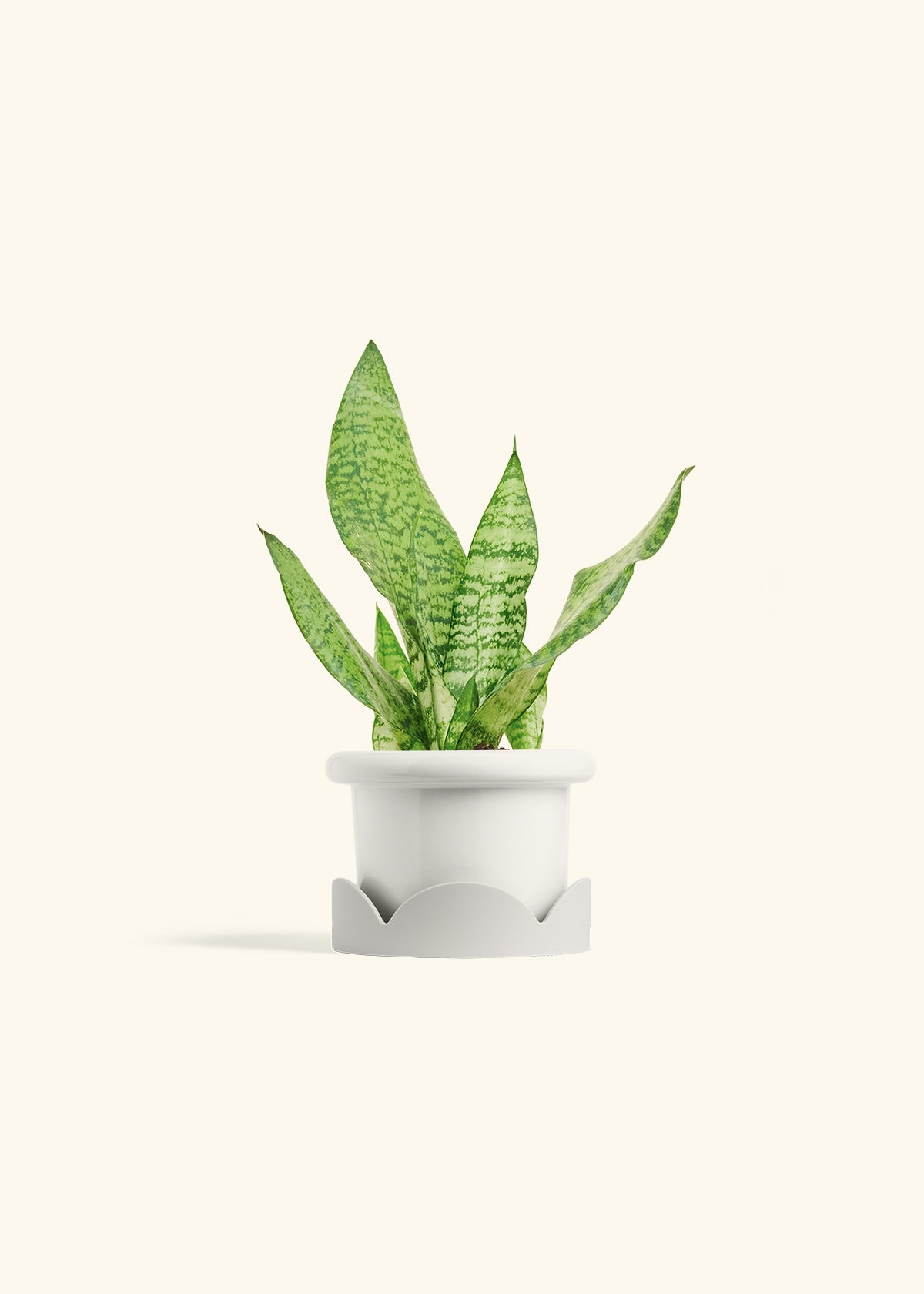 Snake Plant Zeylanica in a 4 inches Fat Lip White Planter in a Oat Petal Drip Tray