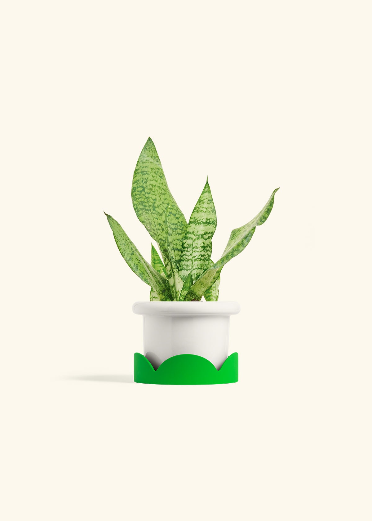 Snake Plant Zeylanica in a 4 inches Fat Lip White Planter in a Shamrock Petal Drip Tray