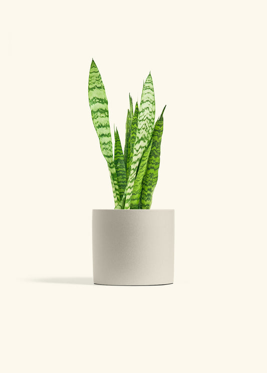 Snake Plant Zeylanica in a 6 inches Oat Classic Cylinder Planter 