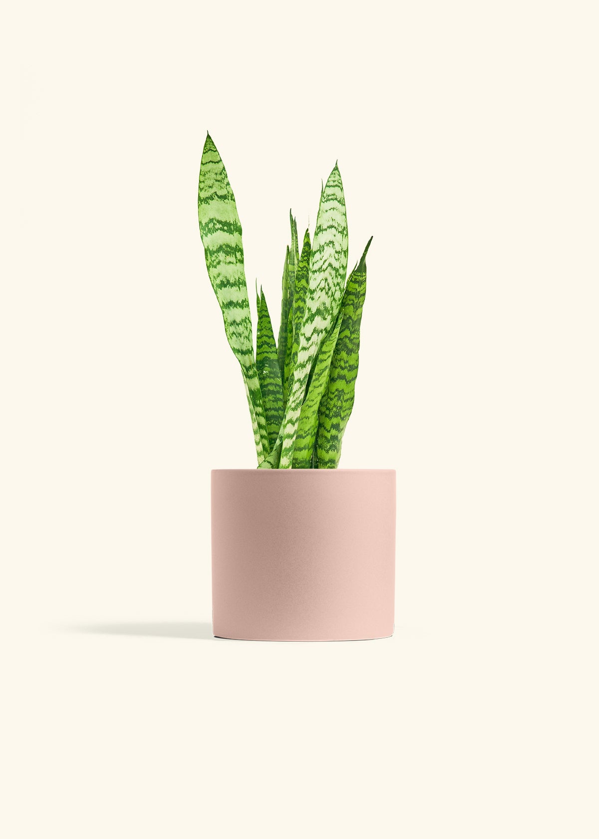 Snake Plant Zeylanica in a 6 inches Pink Classic Cylinder Planter 