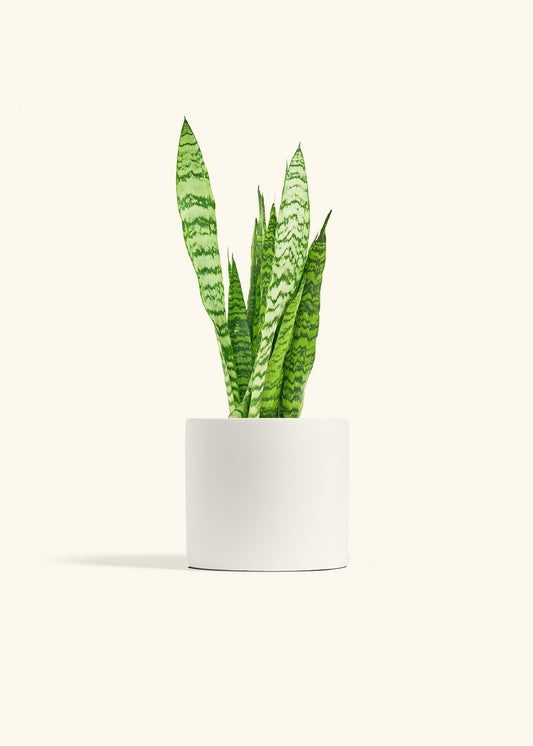 Snake Plant Zeylanica in a 6 inches White Classic Cylinder Planter 
