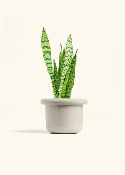 Snake Plant Zeylanica in a 6 inches Fat Lip Oat Planter 