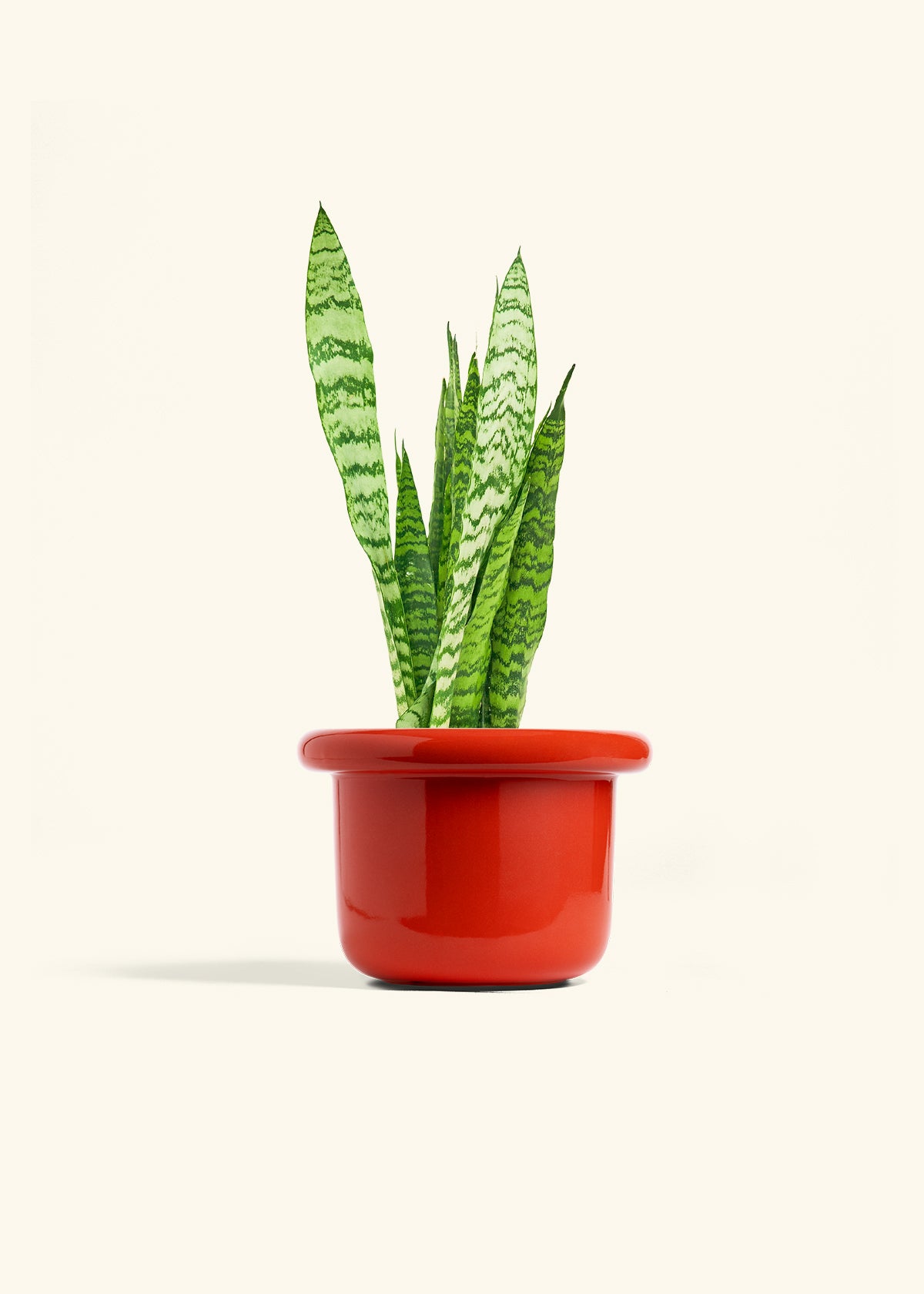 Snake Plant Zeylanica in a 6 inches Fat Lip Red Planter 