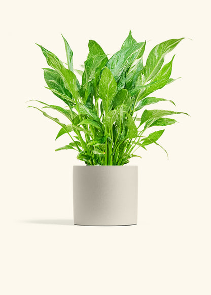 Variegated Peace Lily in a 6 inches Oat Classic Cylinder Planter 