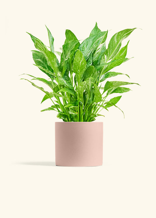Variegated Peace Lily in a 6 inches Pink Classic Cylinder Planter 