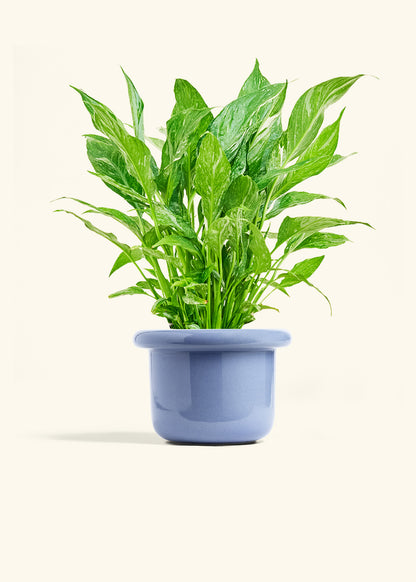 Variegated Peace Lily in a 6 inches Fat Lip Blue Planter 